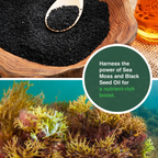 Sea Moss Black Seed Oil Ashwagandha Ginger Capsules – Energy, Stress, Immunity