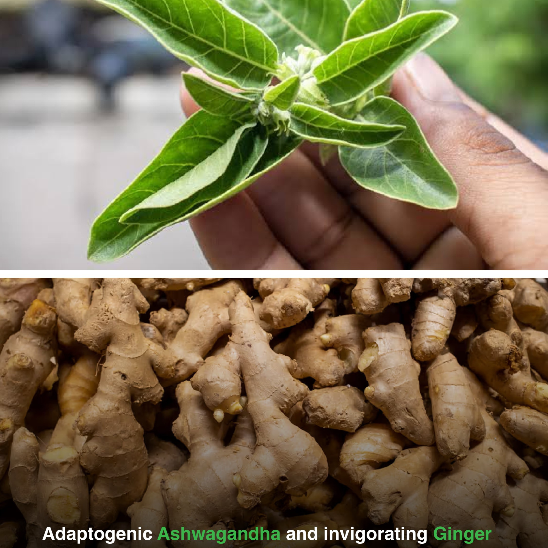 Sea Moss Black Seed Oil Ashwagandha Ginger Capsules – Energy, Stress, Immunity
