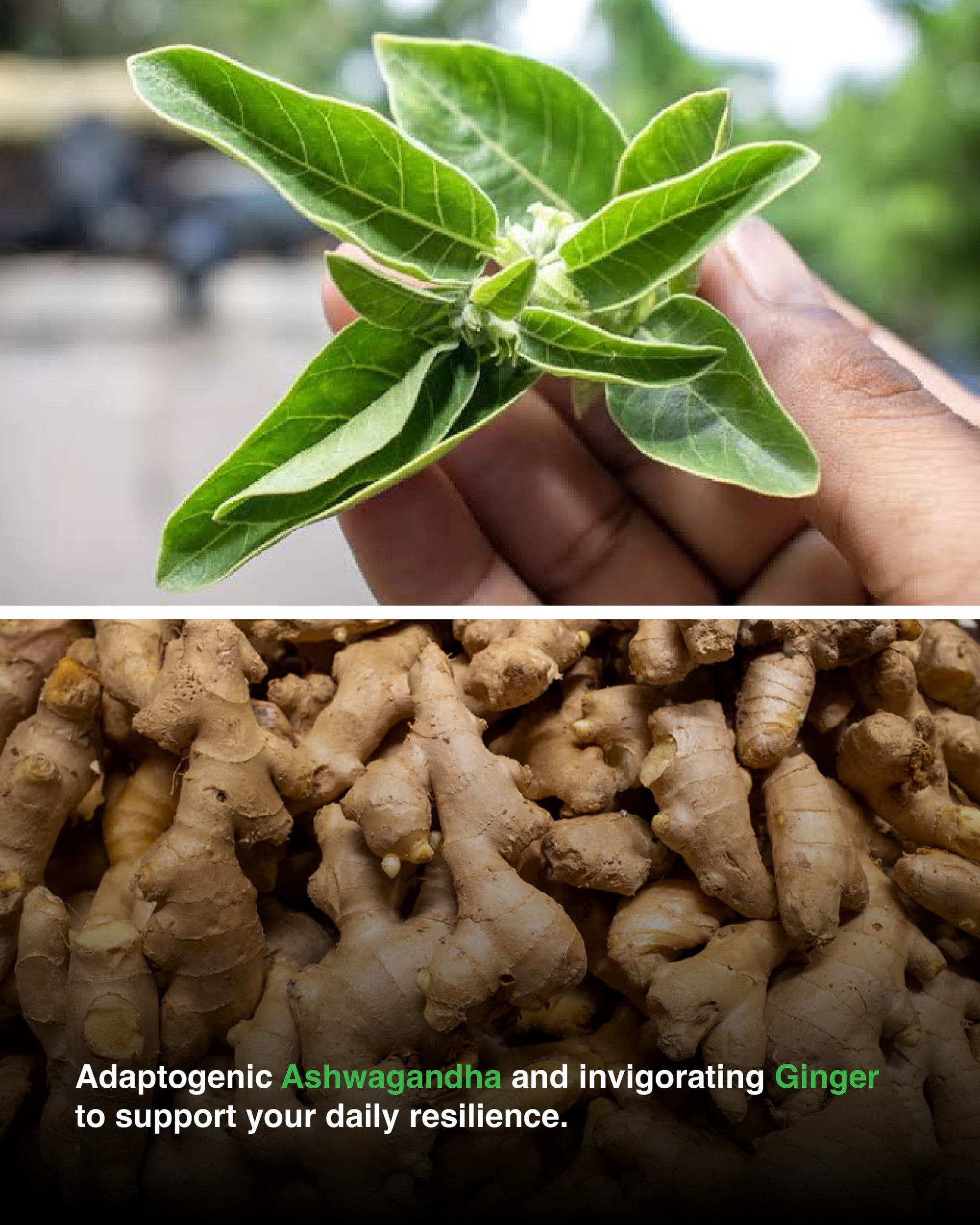 Sea Moss Black Seed Oil Ashwagandha Ginger Capsules – Energy, Stress, Immunity