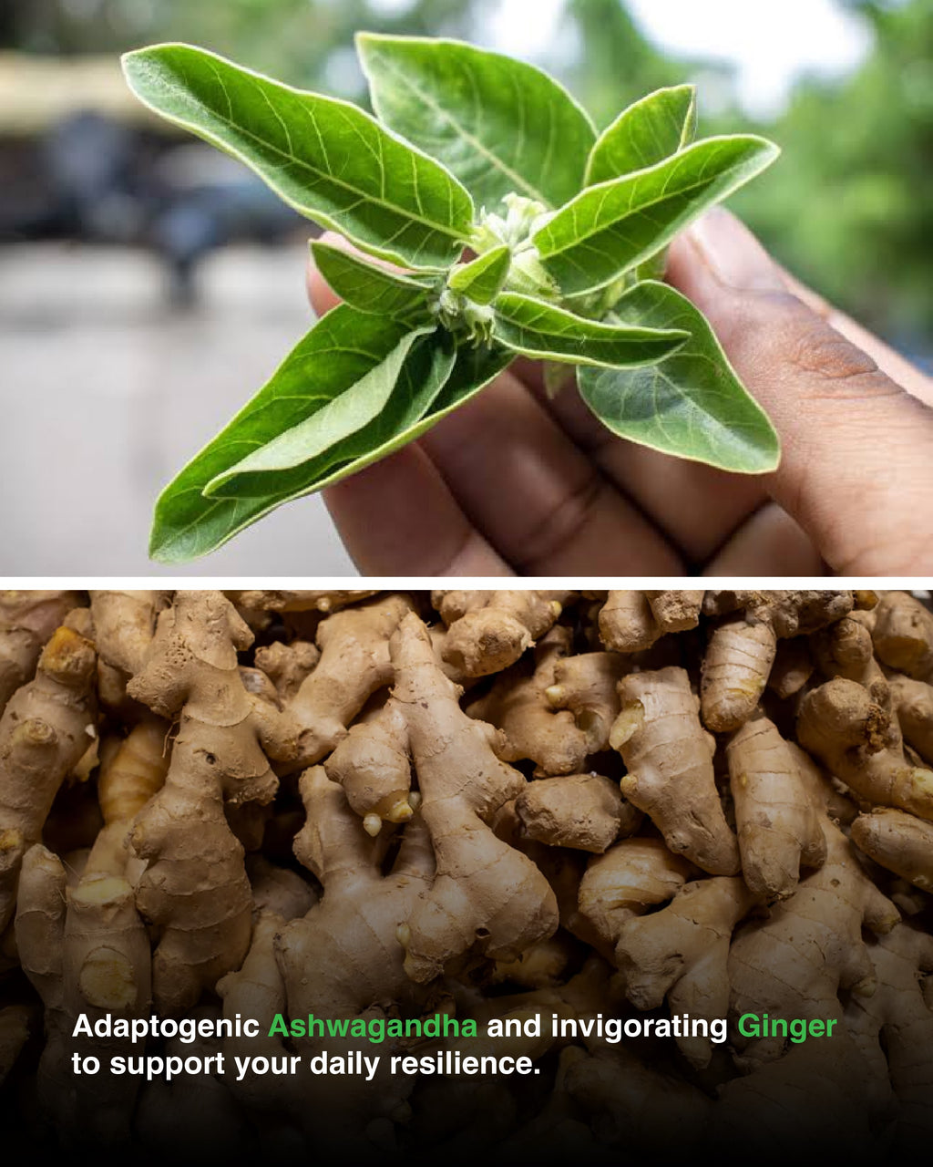 Sea Moss Black Seed Oil Ashwagandha Ginger Capsules – Energy, Stress, Immunity